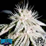 SinCity Seeds LVBK Las Vegas Bubba Kush